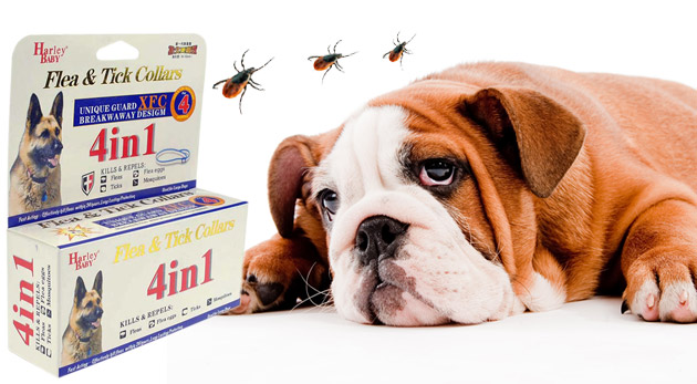 Súťaž o 5 antiparazitných obojkov pre psy a mačky