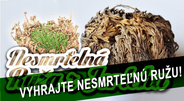 Súťaž o 3 nesmrteľné ruže z Jericha