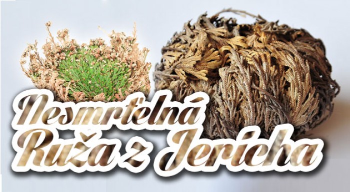 Nesmrteľná ruža z Jericha 3+1 zadarmo