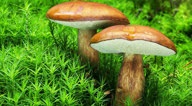 Pestovateľský mix 8 vychýrených druhov húb