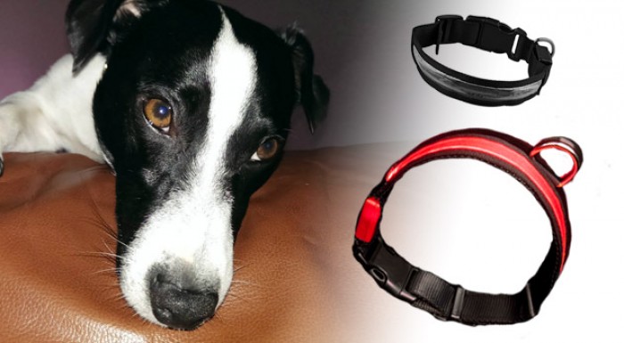 Obojok pre psíka s LED diódami