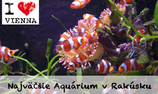 Ponorte sa do hlbín podmorského sveta 