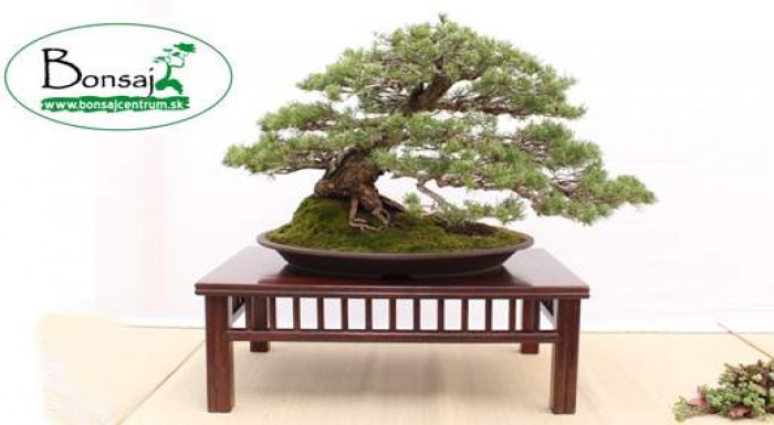 Čarovná živá rastlina Bonsaj - zaujímavý vianočný 