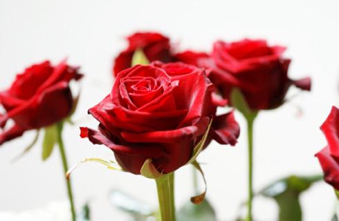 Len 29 € za prekrásnu kyticu 15 ks červených ruží!