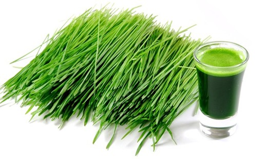 Mladý zelený jačmeň v 100% organickej kvalite