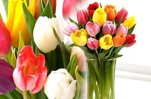 Krásna kytica tulipánov poteší určite každú ženu