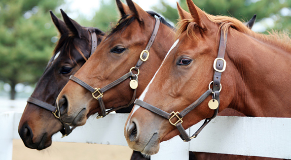 Jazdecká škola Čunovo - kurz jazdenia pre začiatočníkov alebo jazda na koni pre pokročilých.