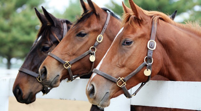 Jazdecká škola Čunovo - kurz jazdenia pre začiatočníkov alebo jazda na koni pre pokročilých.