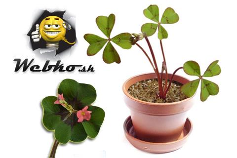 Vypestujte si vlastné šťastie alebo ním obdarujte 