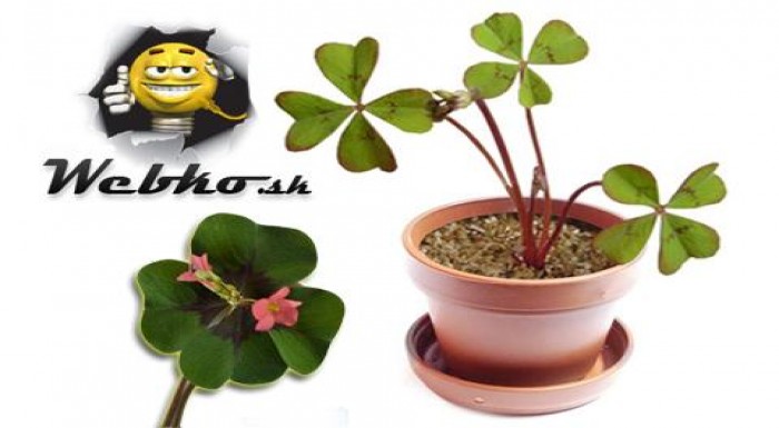 Vypestujte si vlastné šťastie alebo ním obdarujte 