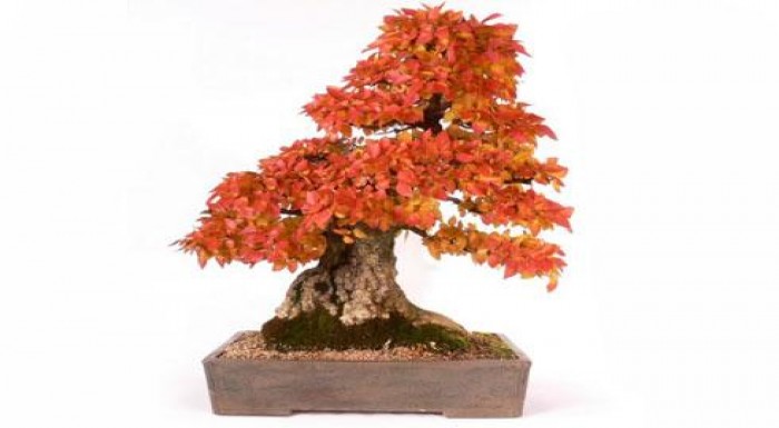 Hľadáte zaujímavý darček pre vašich blízkych? Nech