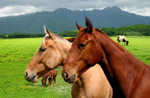 Zažite radosť a eufóriu z jazdenia na koni! 10-hod