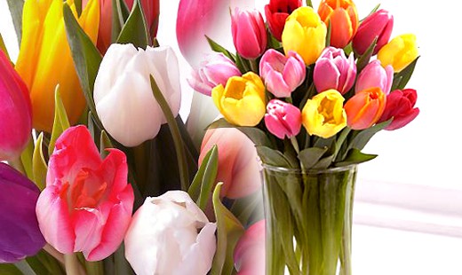 Nádherná kytica tulipánov, ktorá poteší určite kaž