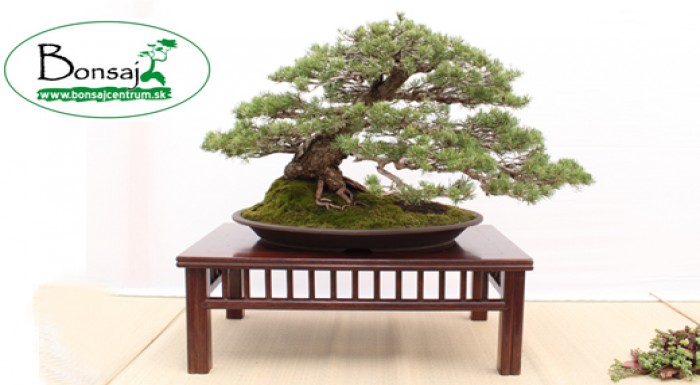 Čarovná živá rastlina bonsaj - skvelý tip na viano