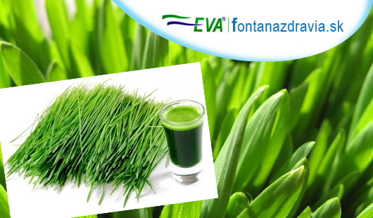 Zelený jačmeň NATURYA - 100 % BIO produkt 