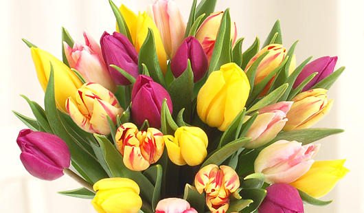 Krásna kytica tulipánov nielen k MDŽ