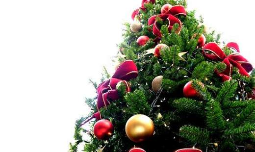 Vianočná jedlička 1,9 m alebo 2,3 m