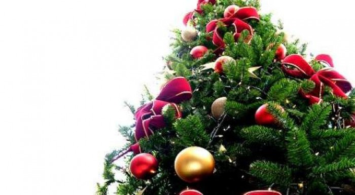 Vianočná jedlička 1,9 m alebo 2,3 m