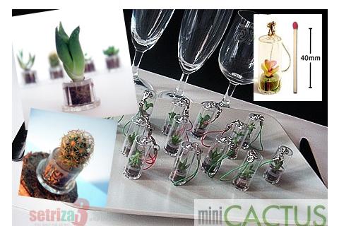 2 ks krásnych minikaktusíkov, vrátane poštovného! 