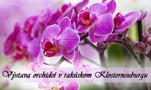 Výstava orchideí v rakúskom Klosterneuburgu
