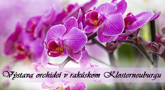 Výstava orchideí v rakúskom Klosterneuburgu