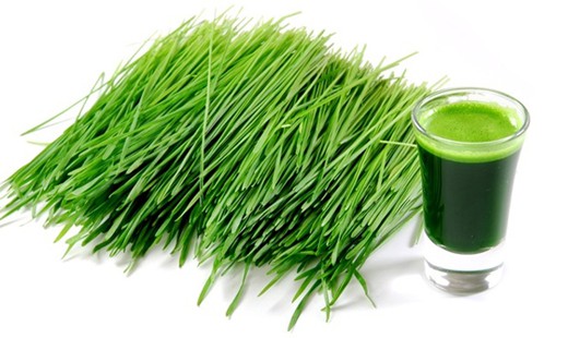 Mladý zelený jačmeň v 100% organickej kvalite