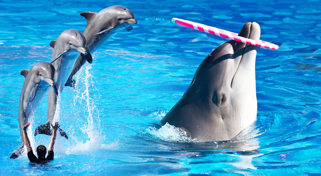 Delfinárium, úžasná show s delfínmi a návšteva zoo