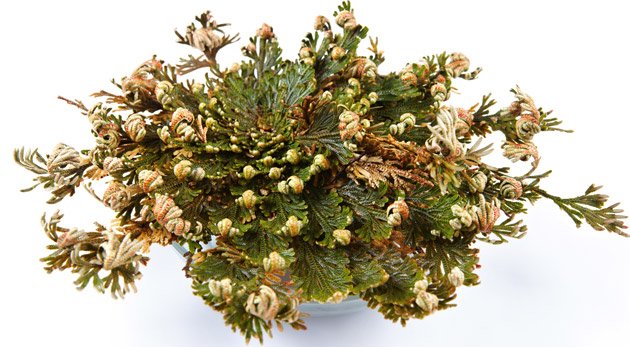 Nesmrteľná ruža z Jericha