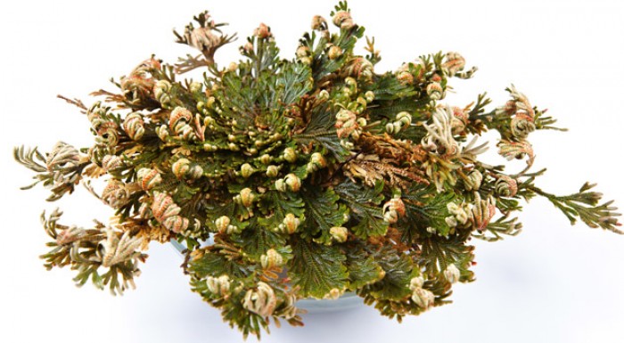 Nesmrteľná ruža z Jericha