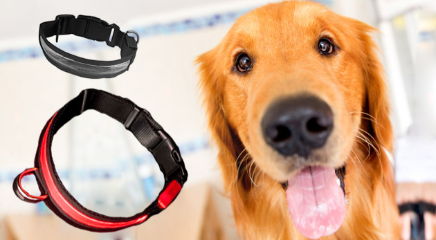 Obojok pre psíka s LED diódami