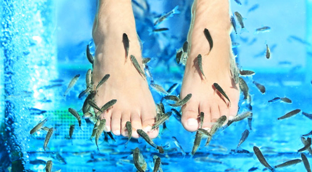 Biopedikúra rybičkami Garra Rufa v Košiciach