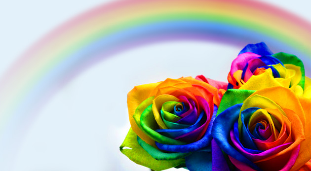 Semienka krásnych dúhových ruží