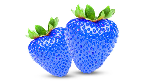 Modré jahody - semiačka