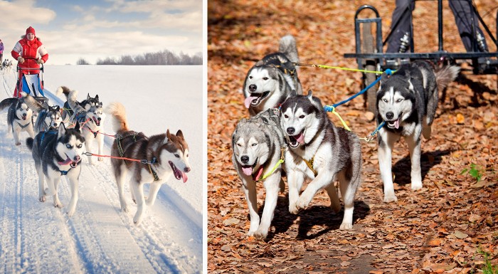 Adrenalín na psích záprahoch