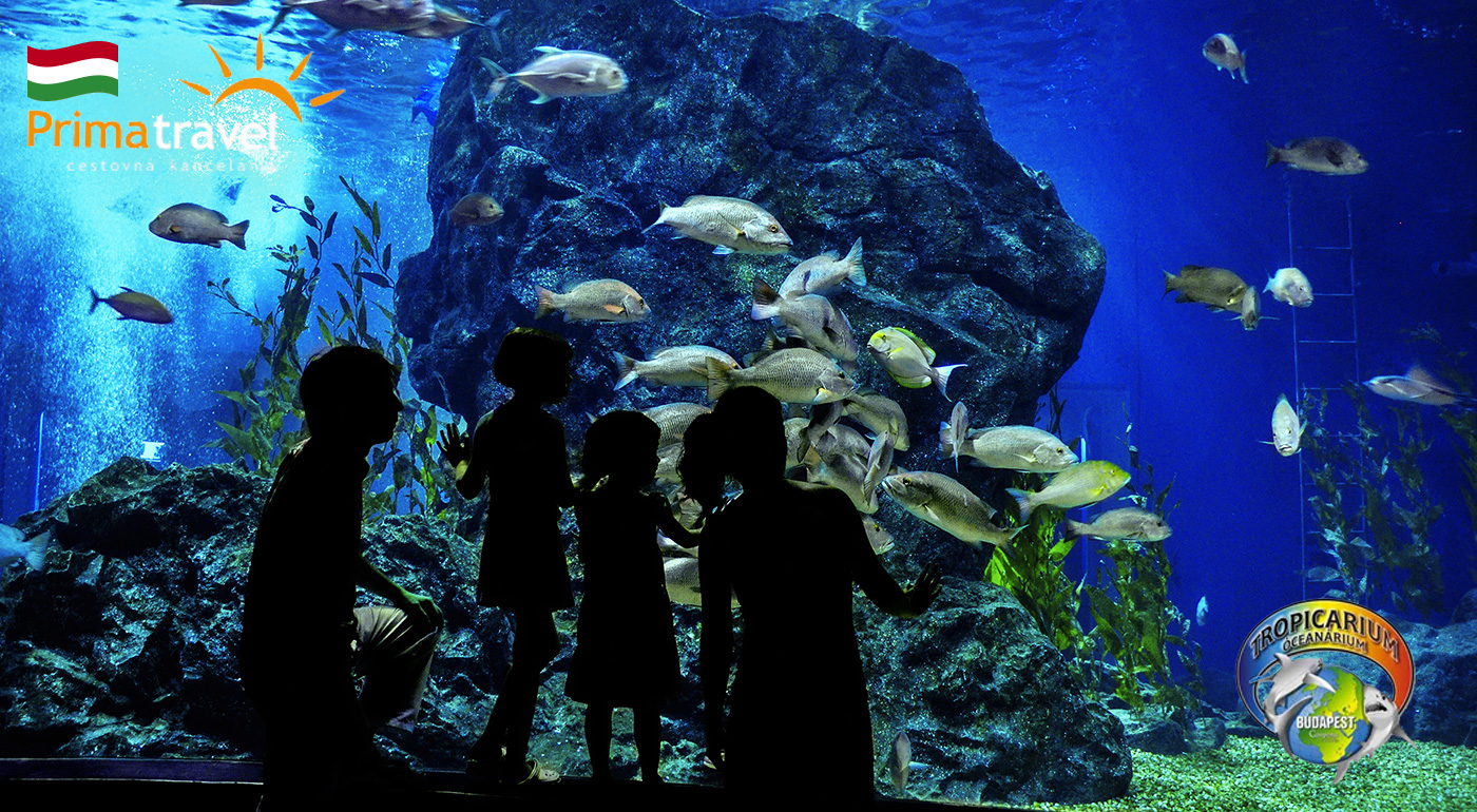 Skvelý zájazd do Budapešti a Tropikária