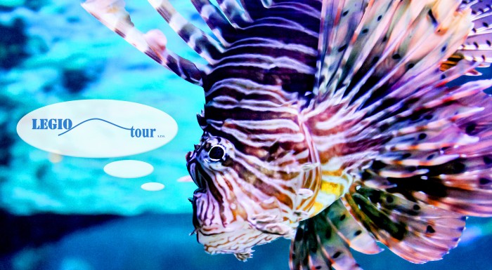 Návšteva Tropicaria v Budapešti a prehliadka mesta