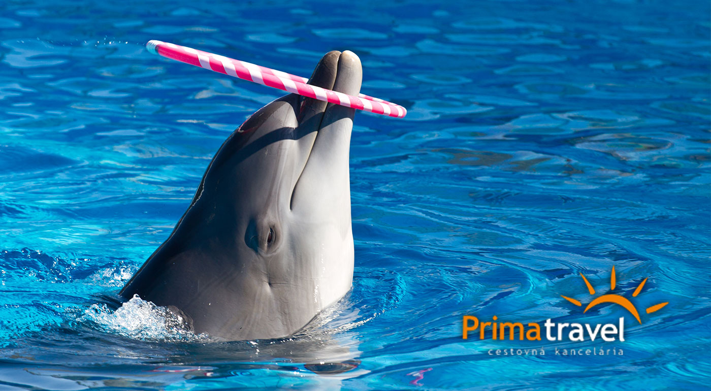 Delfinárium, úžasná show s delfínmi a návšteva ZOO