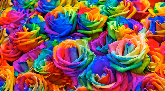 Dúhové ruže na pestovanie v byte i v záhrade