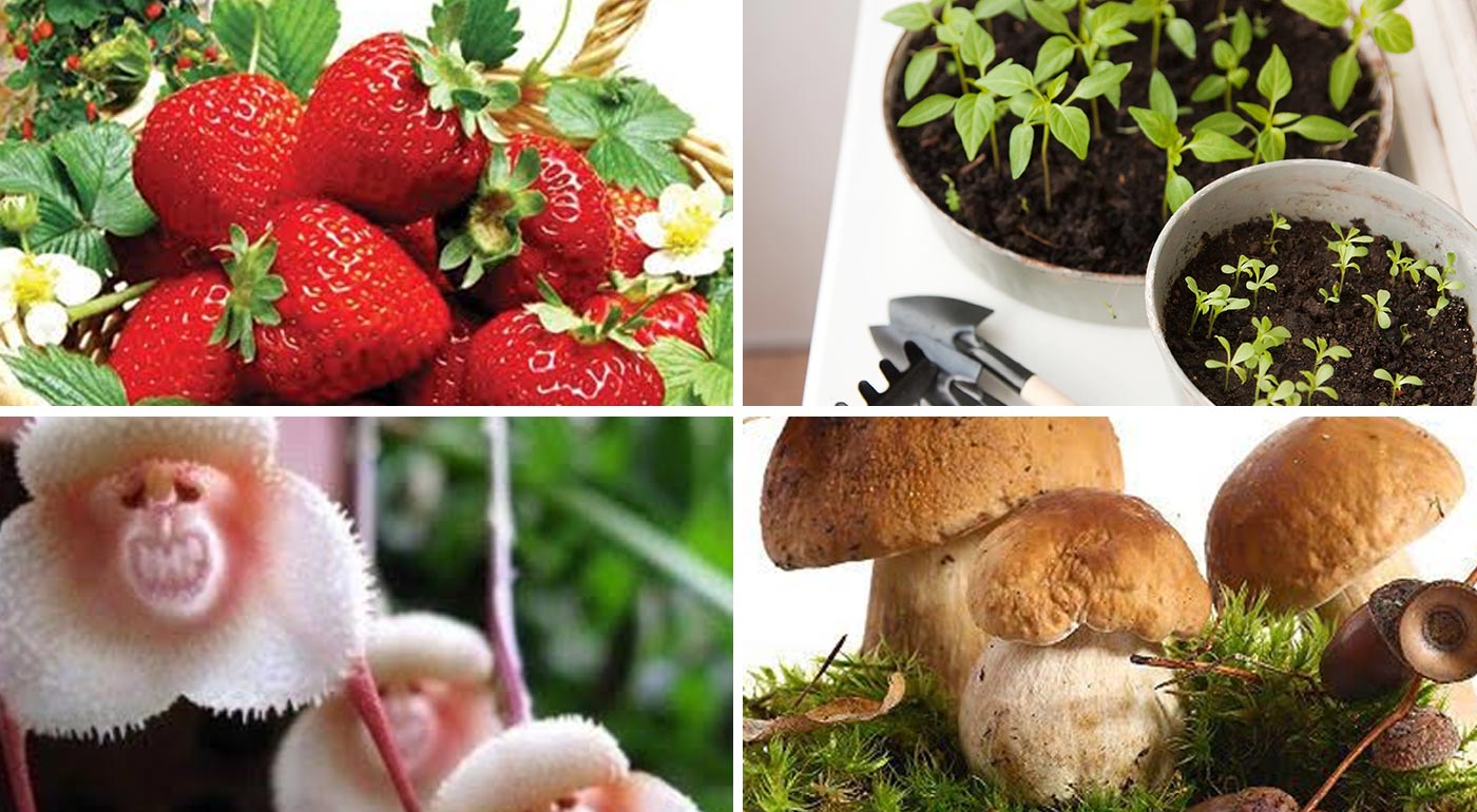 Rastliny na pestovanie - huby, jahody a orchidey