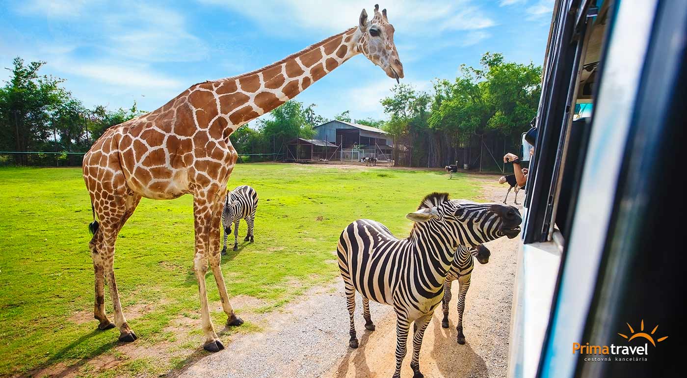 Safari v ZOO Dvůr Králové a "Babičkino" údolie