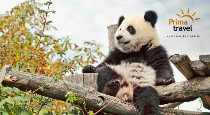 Jednodňový zájazd do Viedne - ZOO a Schönbrunn