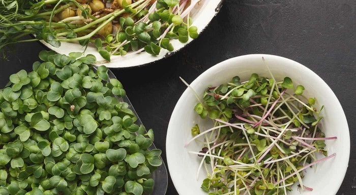 3-poschodová BIOmiska a semienka na klíčenie