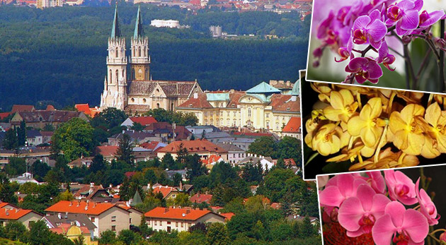 Zájazd pre 1 osobu na 9. ročník najväčšej výstavy orchideí v Rakúsku.
