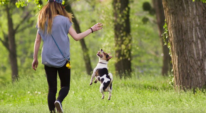 Loptičky na hranie pre psy