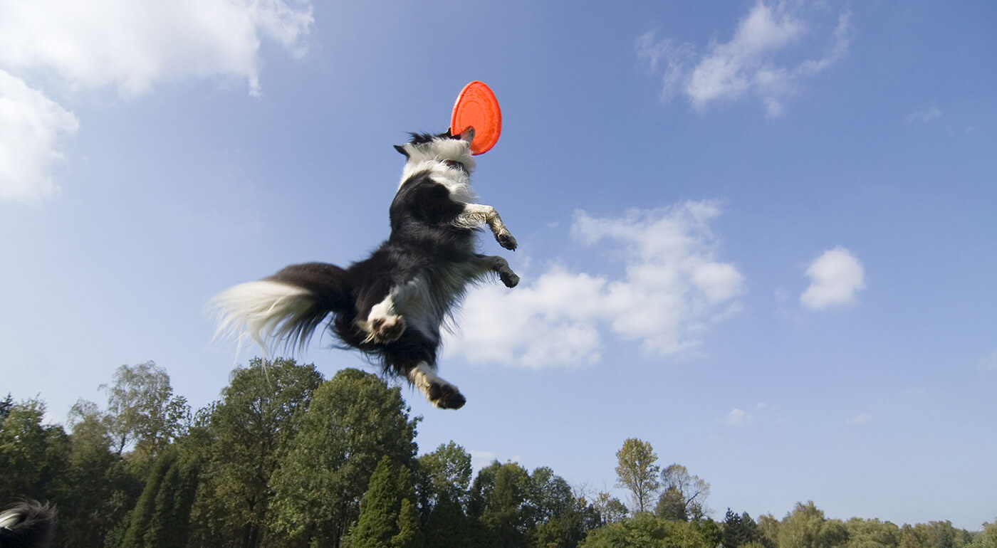 Lietajúci tanier pre psíkov