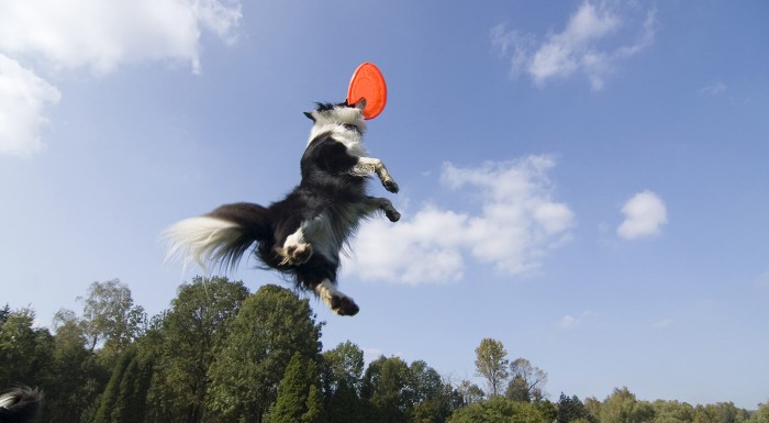 Lietajúci tanier pre psíkov