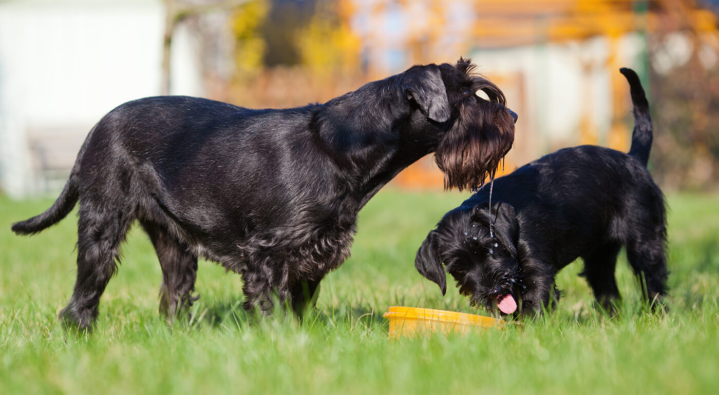 Cestovná miska pre psov a mačky
