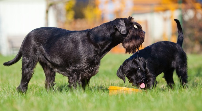 Cestovná miska pre psov a mačky
