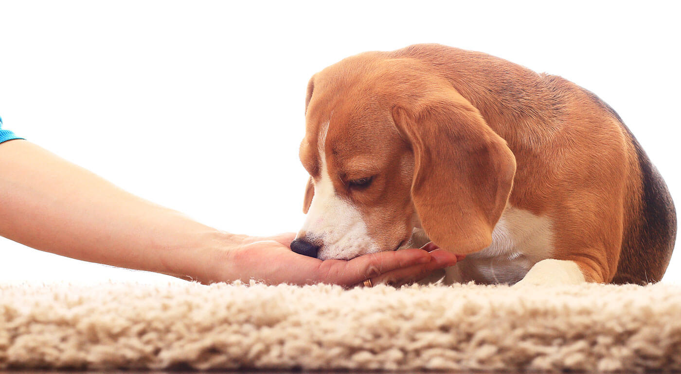 Maškrty pre psov - prírodné sušené mäso