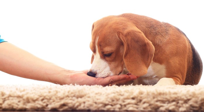 Maškrty pre psov - prírodné sušené mäso